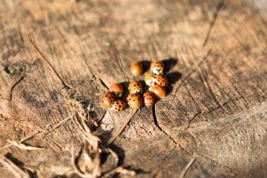 Asiatischer Marienkäfer (Harmonia axyridis)