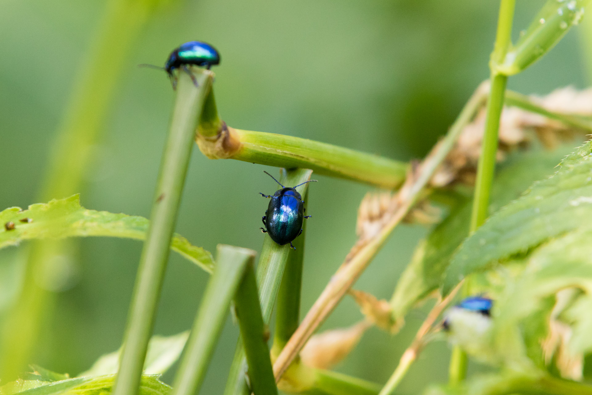 Blauer Erlenblattkäfer (Agelastica alni)