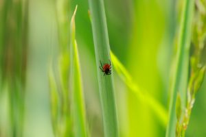 Gemeine Holzbock (Ixodes ricinus)