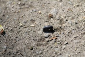 Kellerassel (Porcellio scaber)