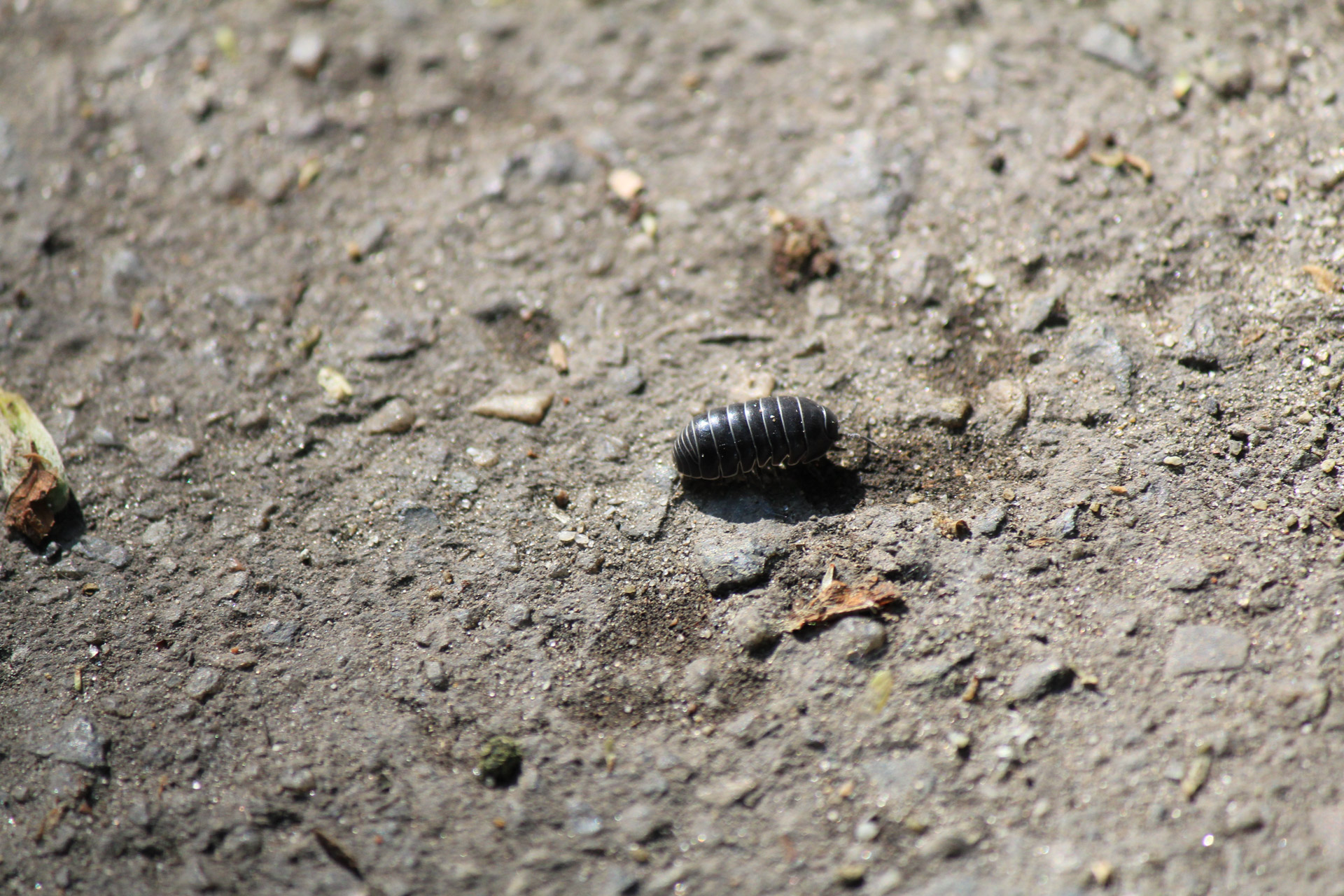 Kellerassel (Porcellio scaber)